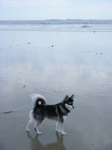 Tundra